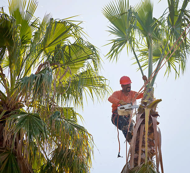 Emergency Storm Tree Removal in Graysville, AL